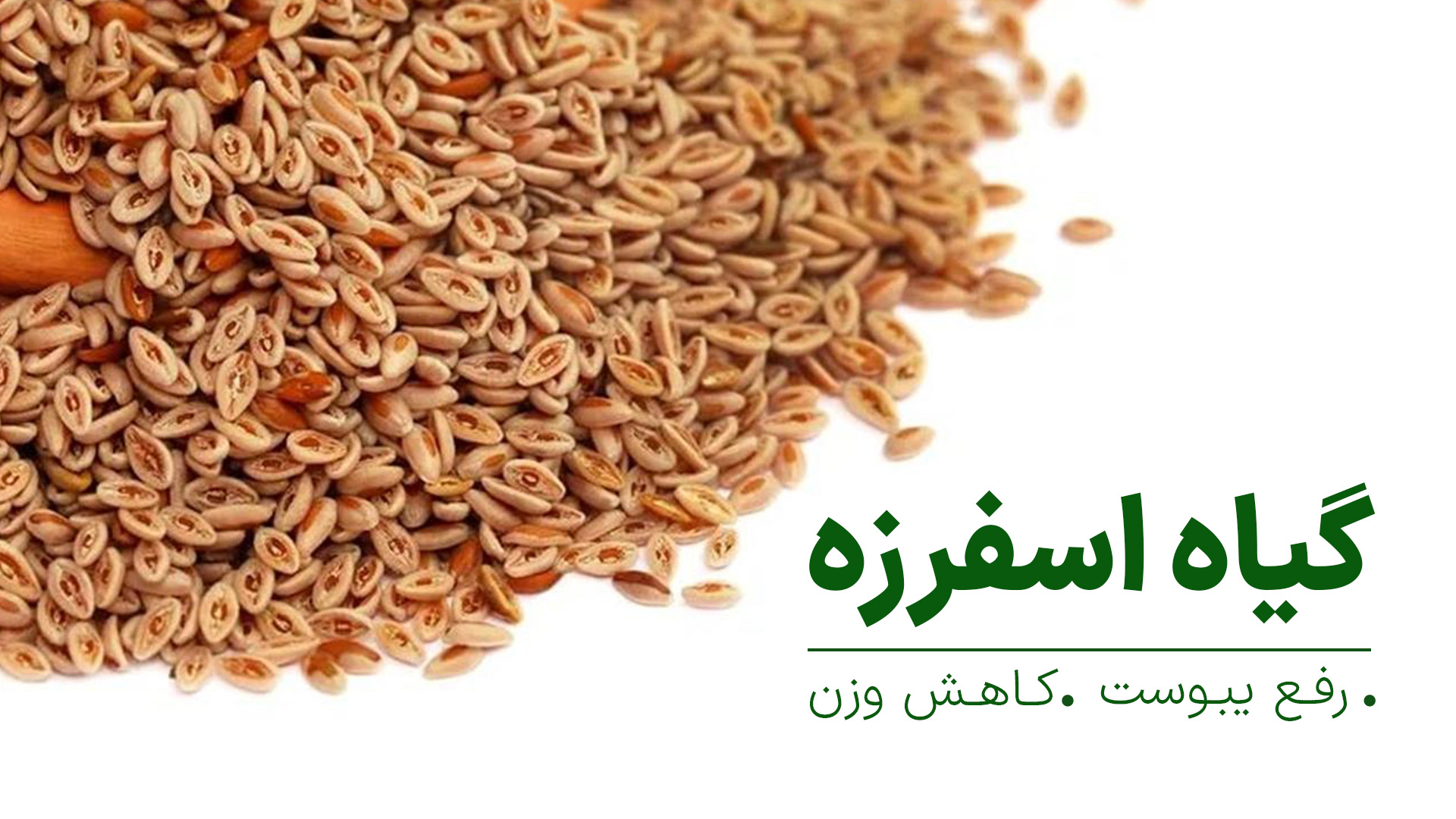 اسفرزه چیست و چه فایده ای برای بدن دارد؟